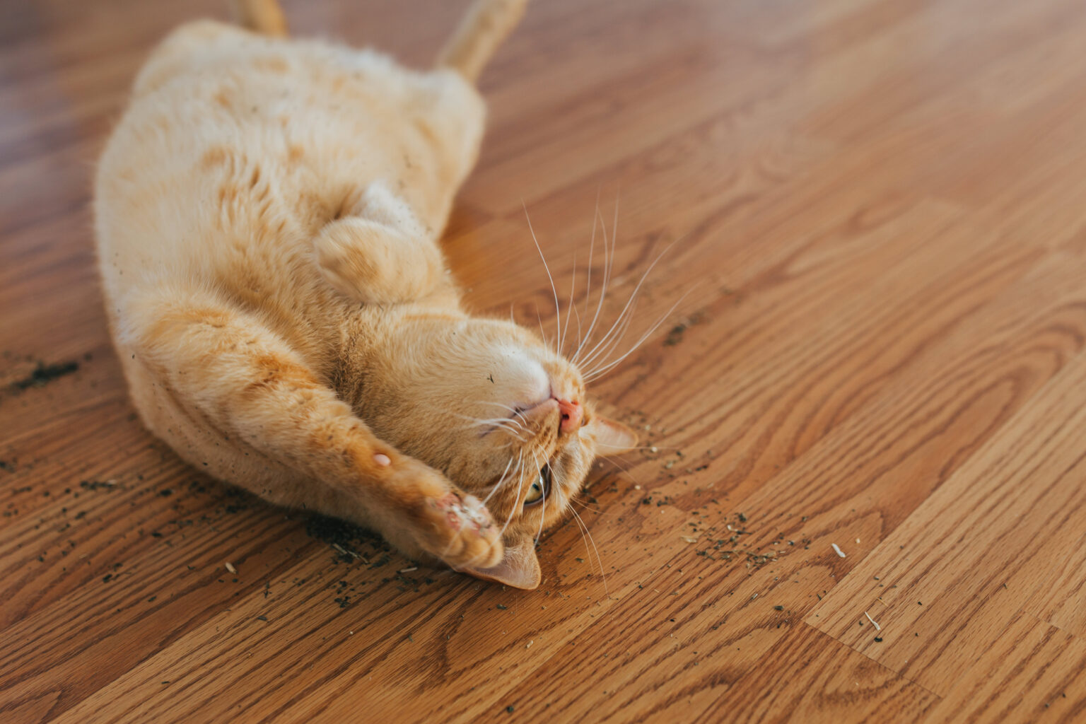 Cat enjoying a catnip