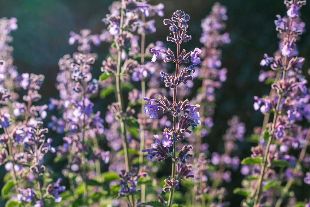 Catmint in Eynsford, England