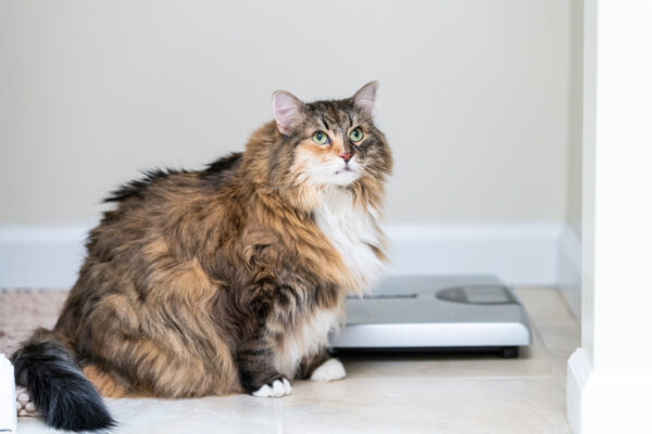 Large cat sits by scales