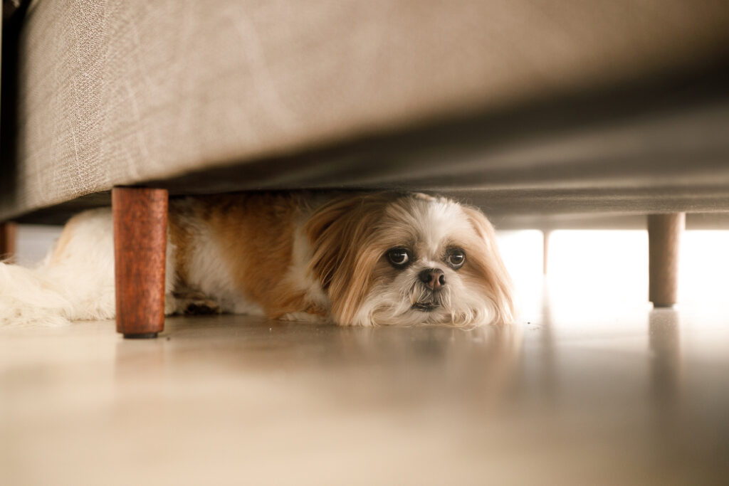 Dog hiding under couch