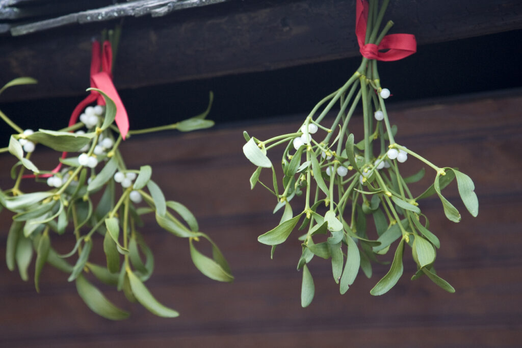 Bunches of mistletoe hanging on red ribbon 