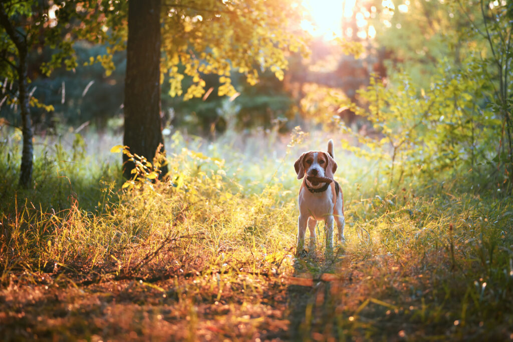 Beagle dog outdoors against scenic nature