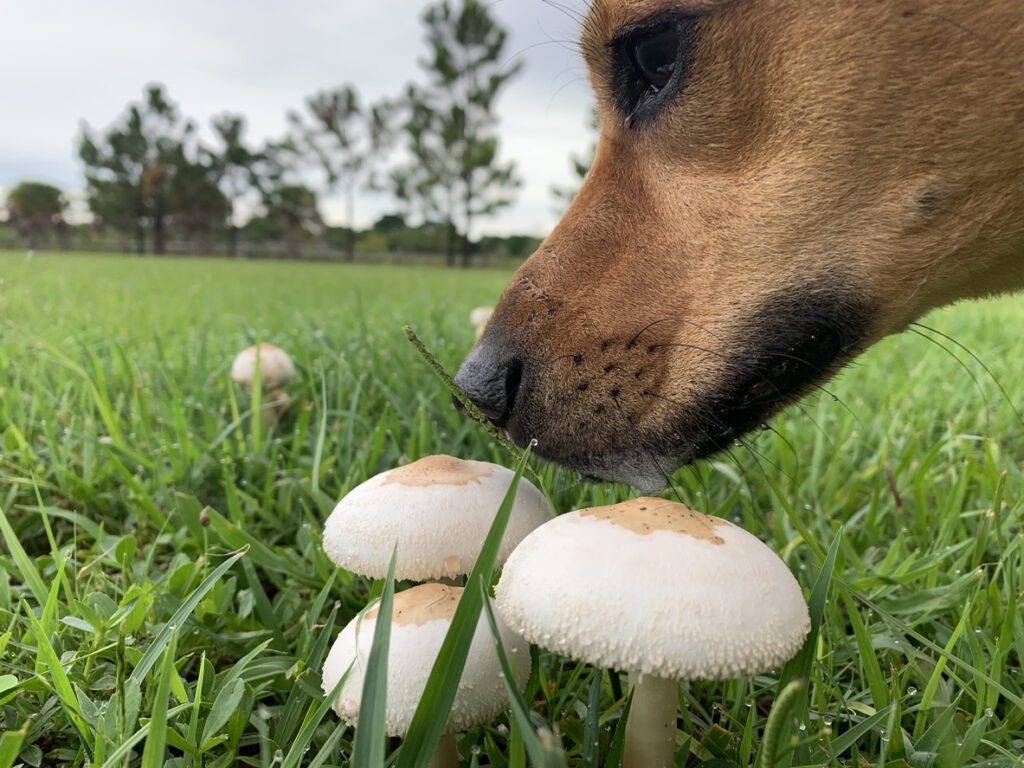 dog sniffing a mushroom