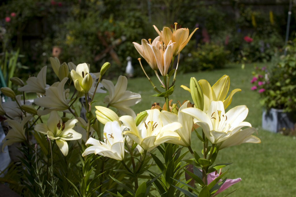 lilly in english garden