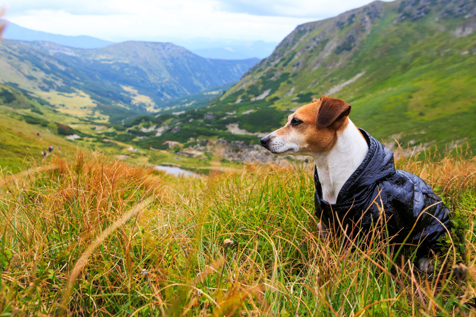 Dog in coat