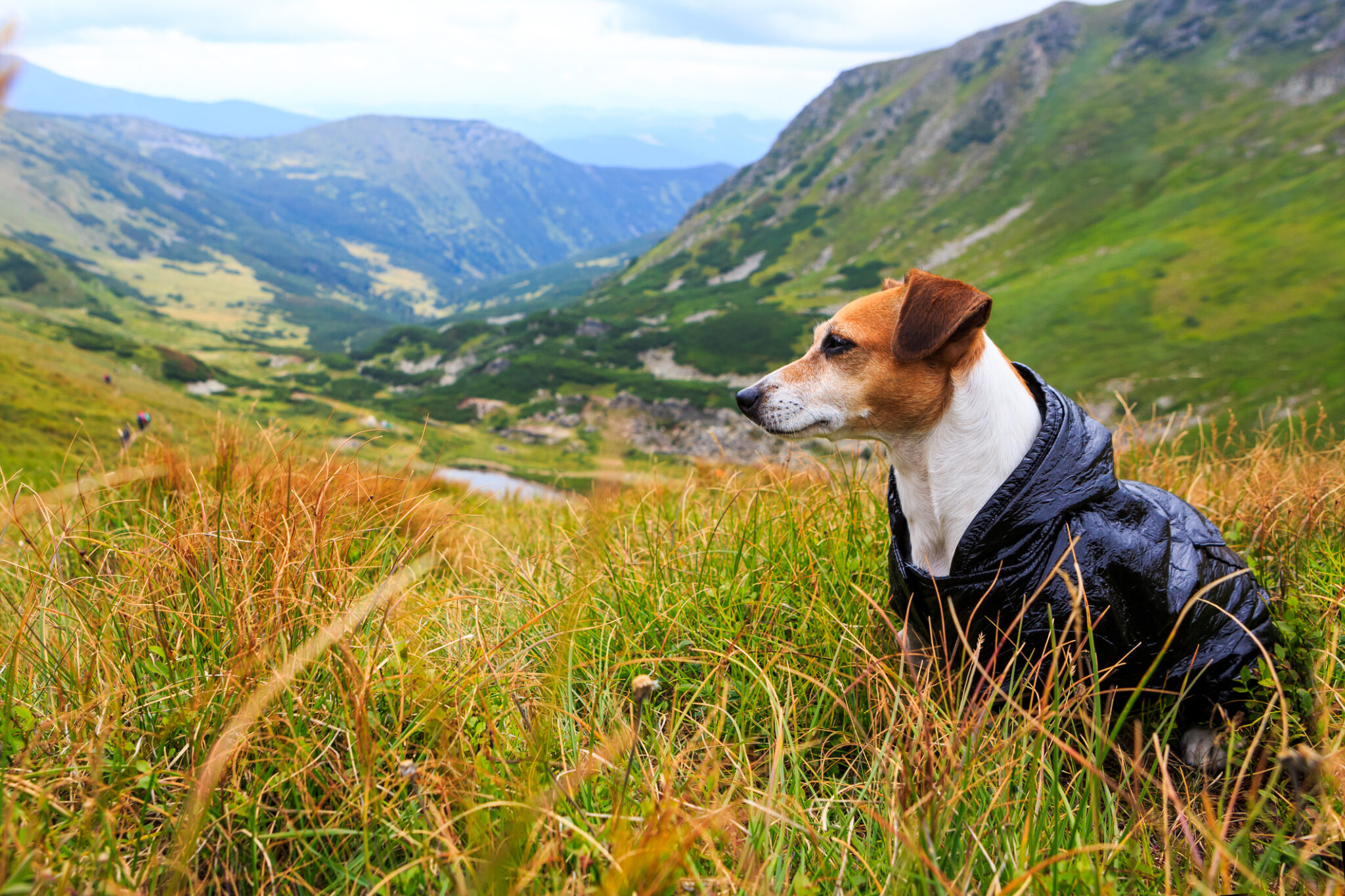the-best-dog-coat-for-every-season-if-pets-could-talk