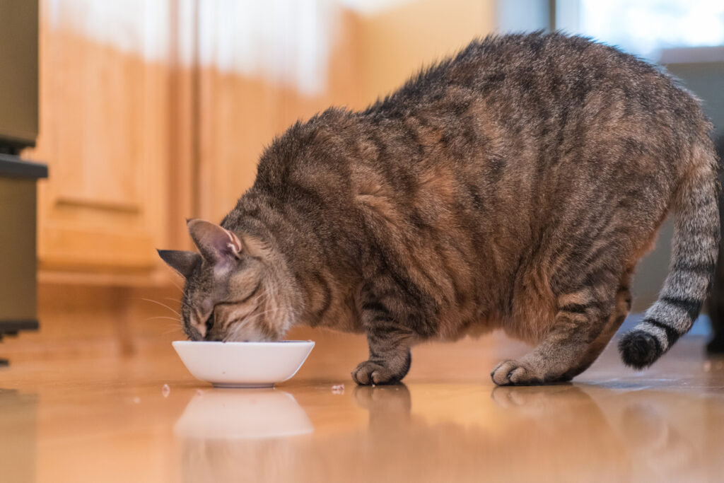 Fat Cat Eating Food