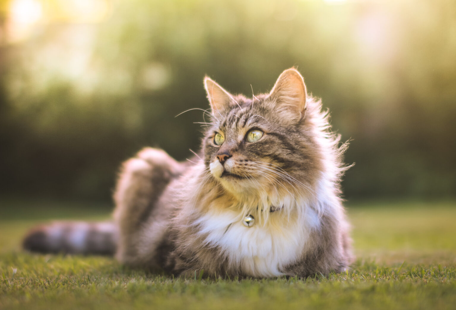 Grey striped tabby cat with white bib, lying on green lawn. Sunlight