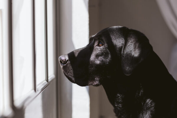 beautiful black labrador dog standing and looking away by the window searching or waiting for his owner. Pets indoors