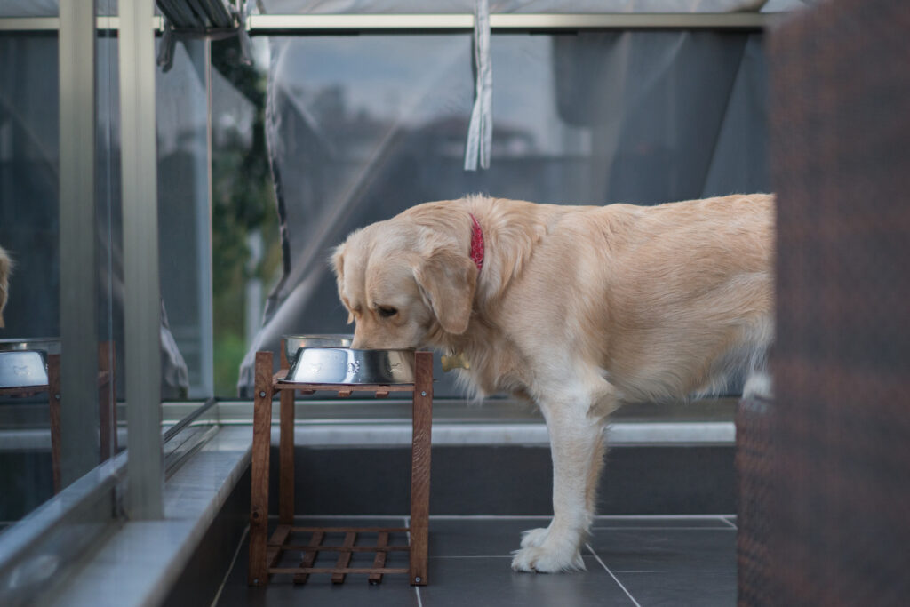 Feeding of hungry dog. Golden retriever eating granule from metal bowl at home.