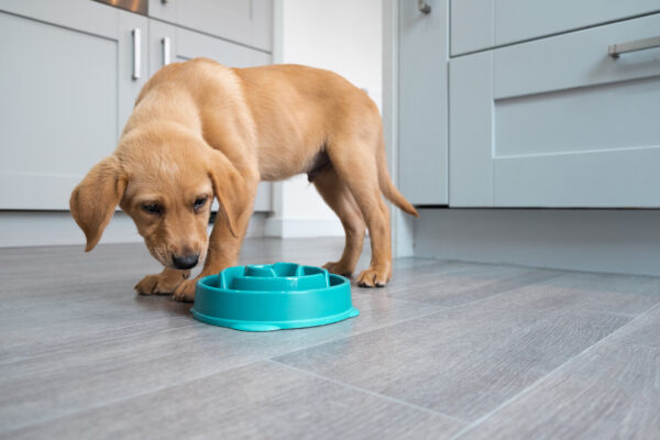 A low angle shot of a Fox Red Labrador puppy eating out of his slow feeder dog bowl in a kitchen.