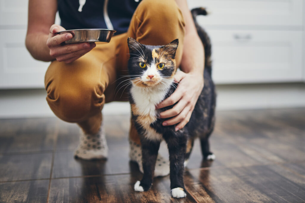 Man feeding cat