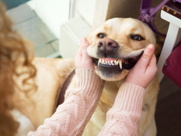 Dog Golden retriever portrait