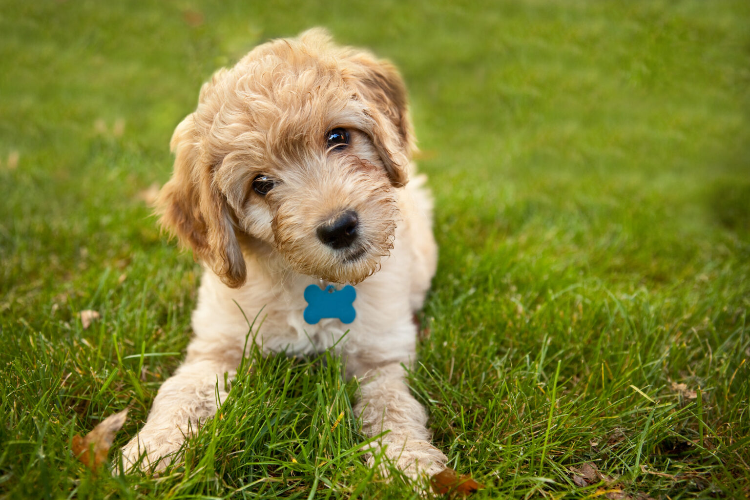 A 9 week old Goldendoodle puppy laying down in grass looking at the camera with his head cocked to the side.