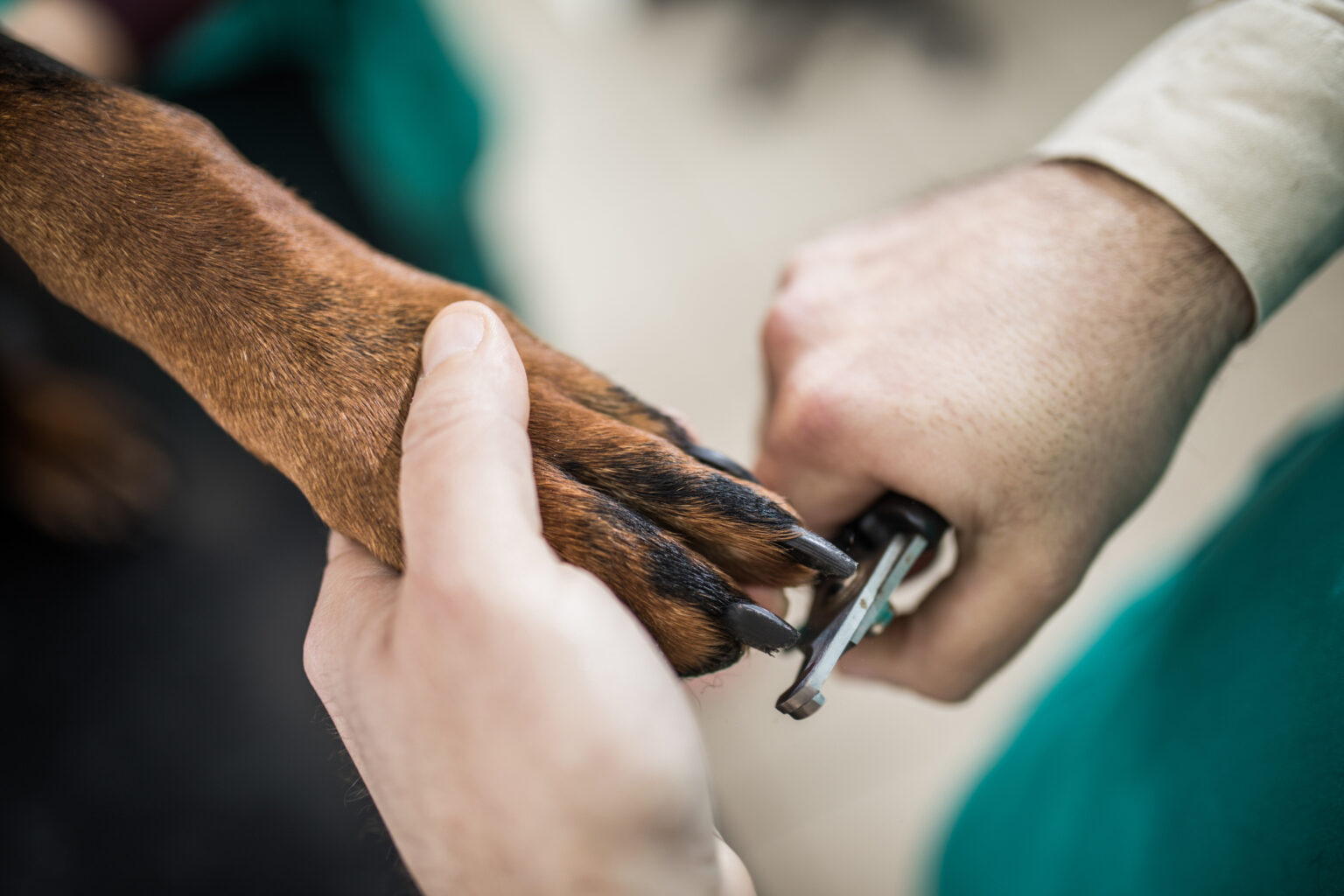 Close up of unrecognizable veterinarian using nail clipper on a dog at animal hospital.