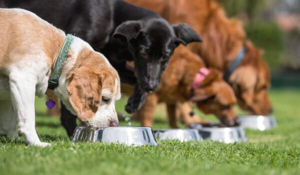 Older dogs in a row eating their food at the school