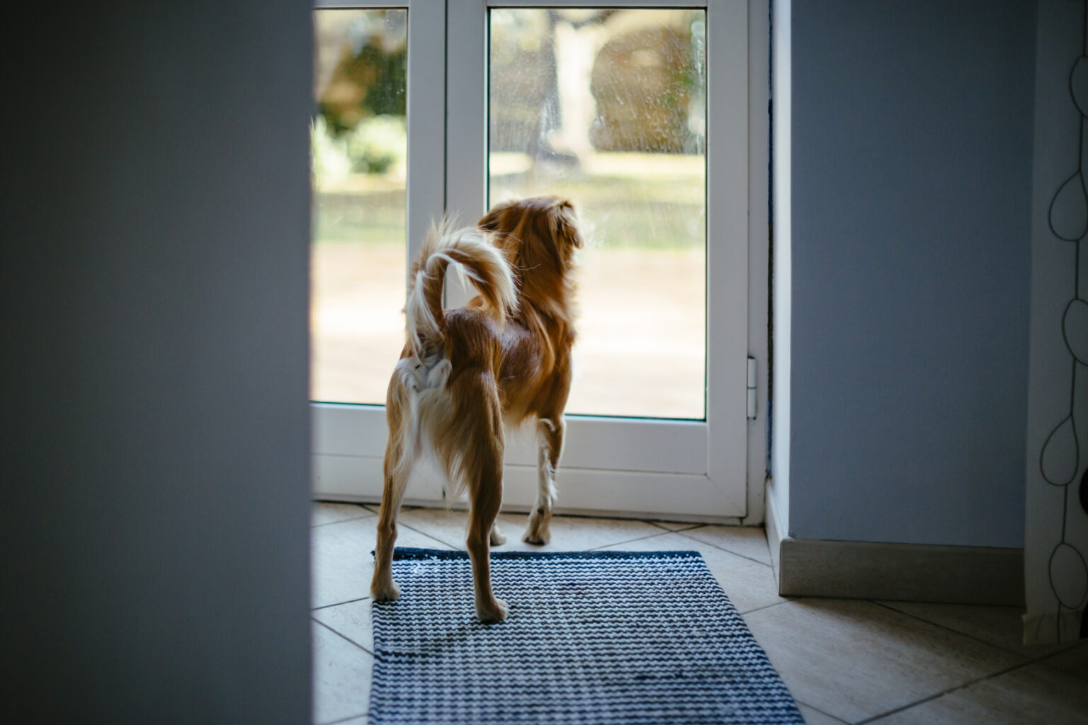 Small dog looking through window