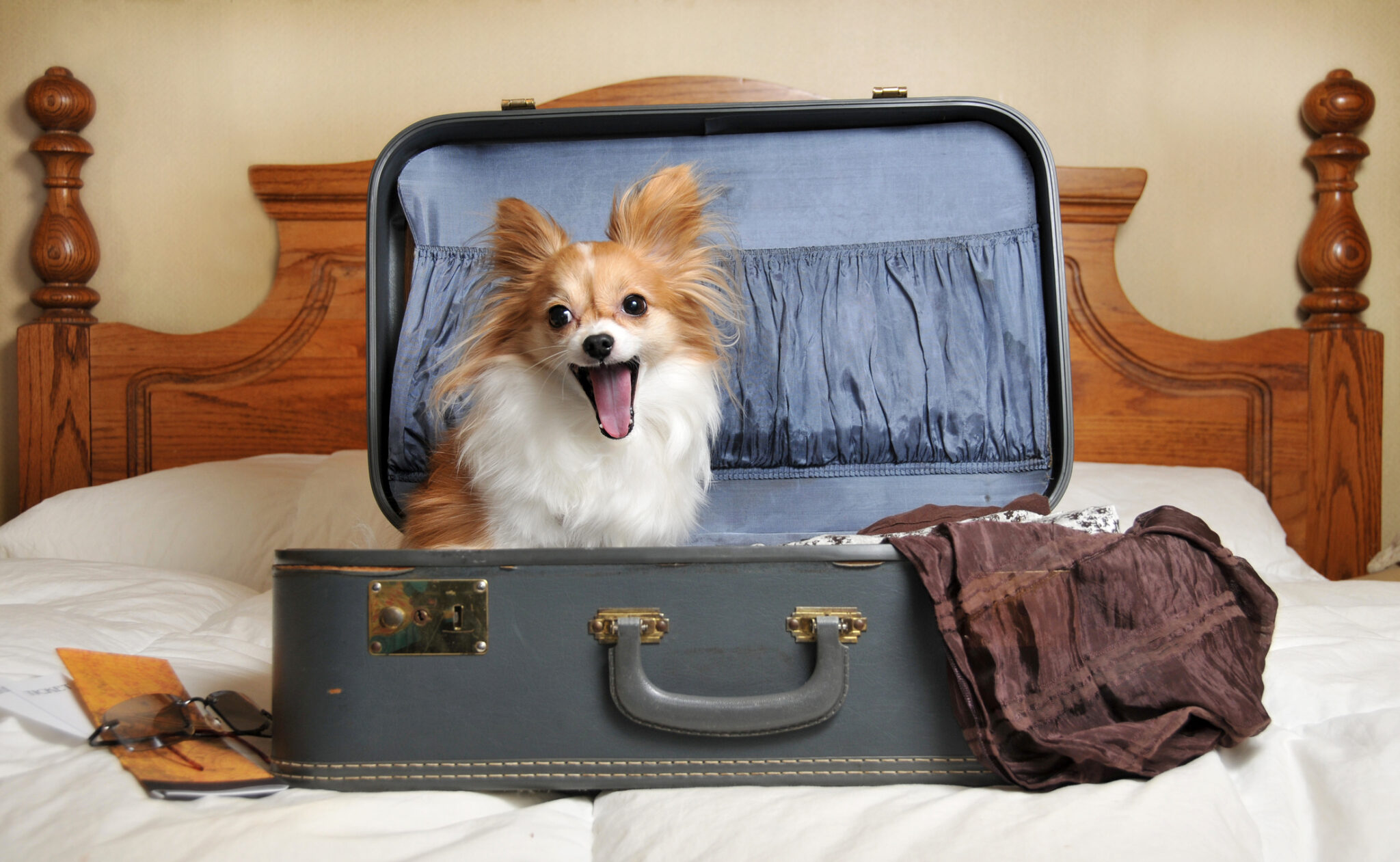 how-to-get-a-pet-passport-if-pets-could-talk