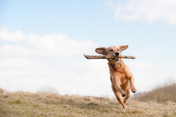 Healthy dog