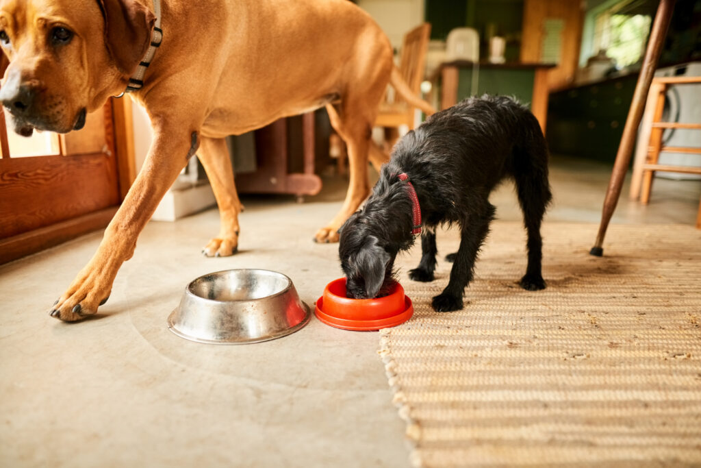 Caring for your pet's digestion - If Pets Could Talk