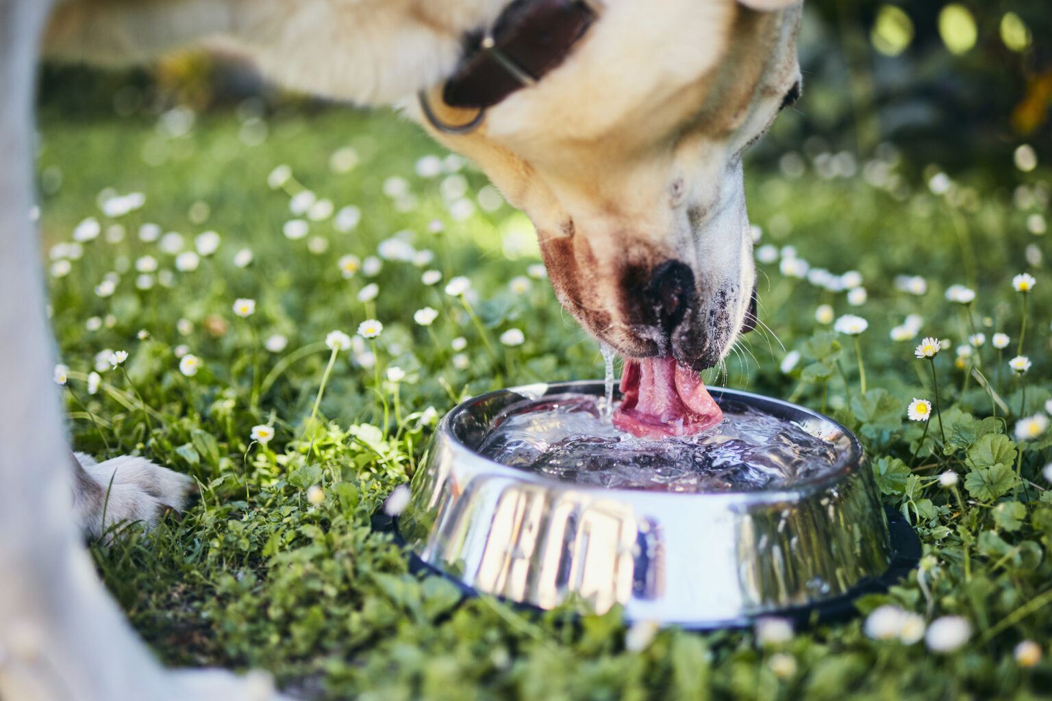 Hydrated pets