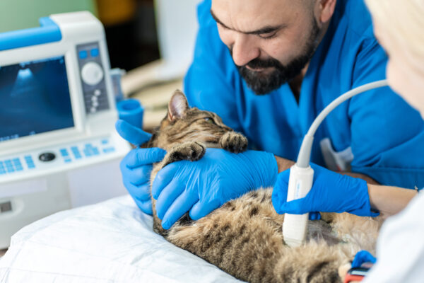 Veterinarians carry through an ultrasound examination of a domestic cat