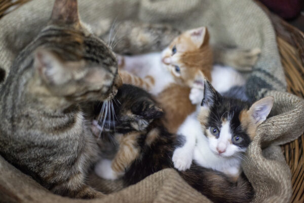 Mother cat with her kittens in a wicker basket