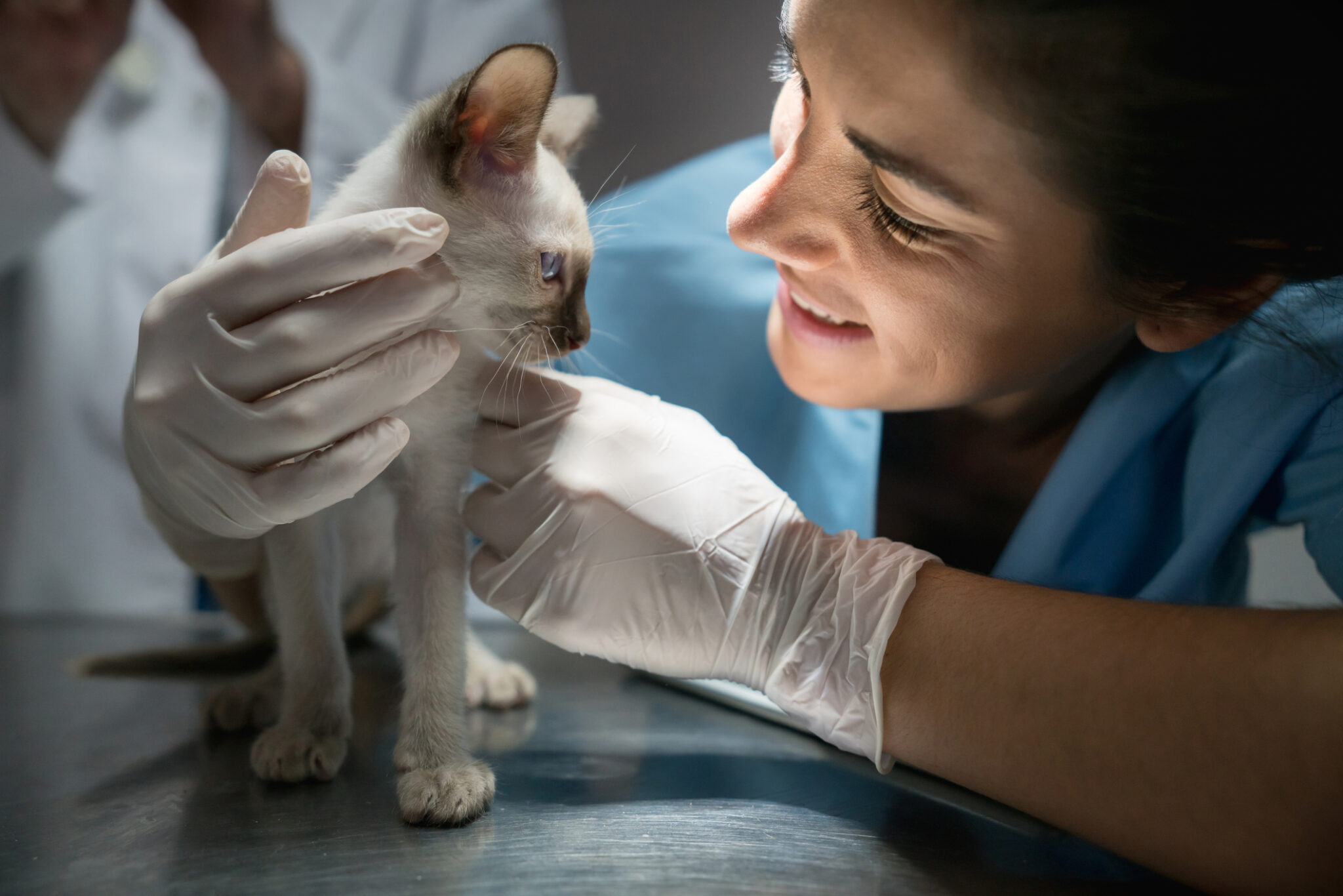 Your kitten’s first visit to the vet - If Pets Could Talk