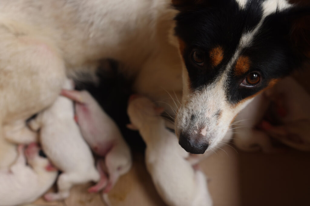 Canine pregnancy: 7 common problems during and post whelping - If Pets ...