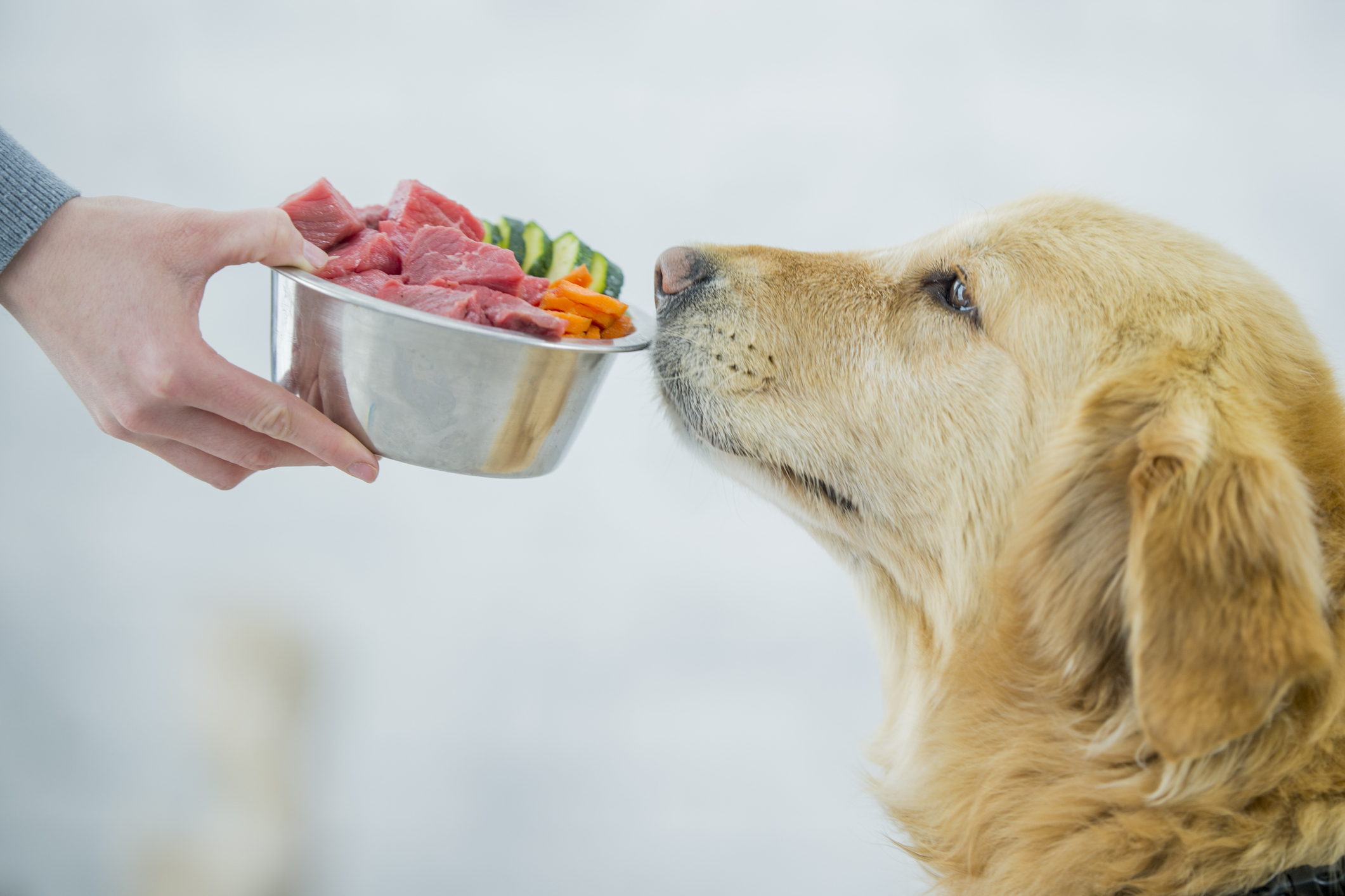 Golden Retriever Food Allergies Cheap Sale www.stelatandem