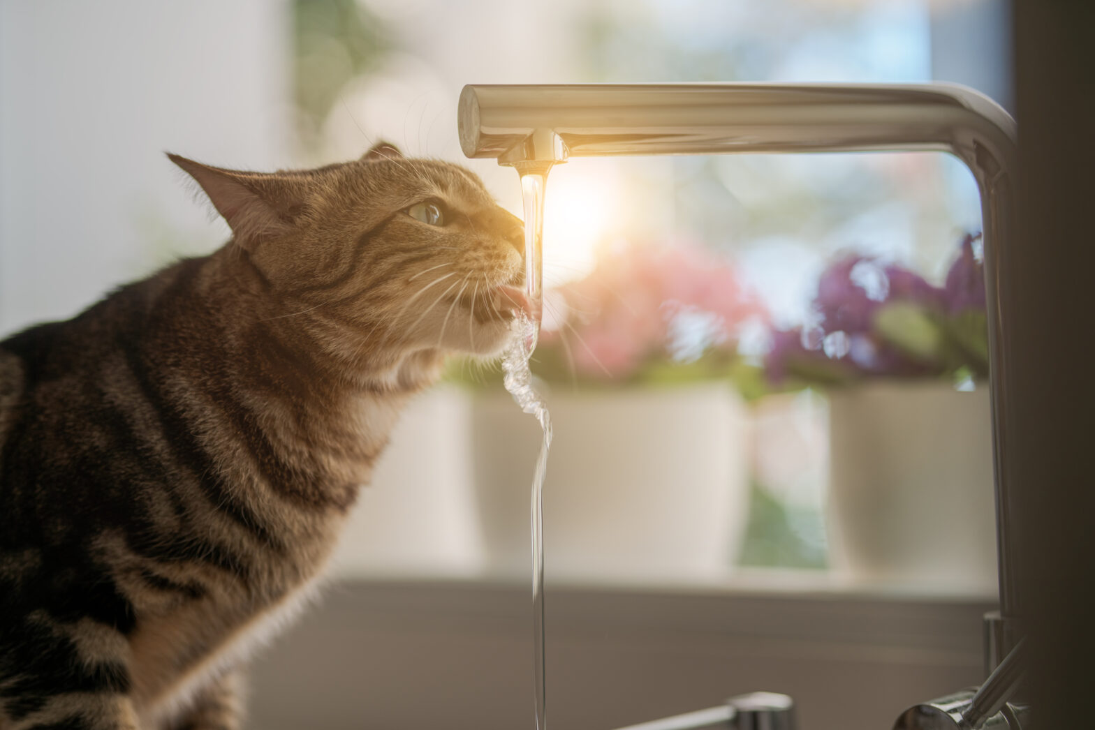 Picture of How to keep your pet hydrated - If Pets Could Talk